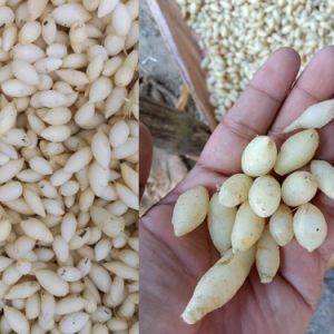 কাঁচা বীর্যমনি (ফুল কোর্স ৩০ দিনের)